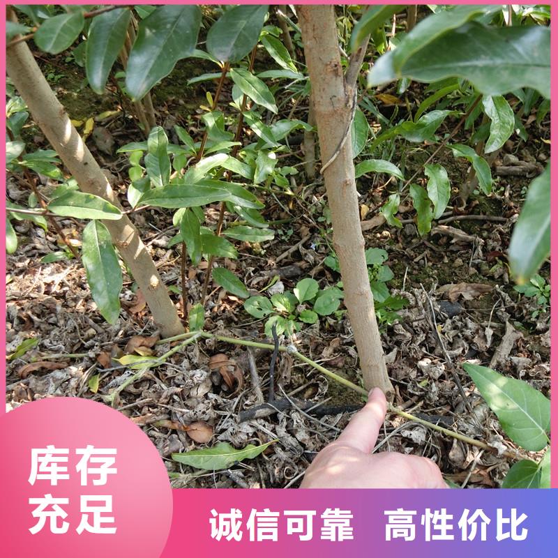 黑籽石榴树苗种植管理技术质量看得见