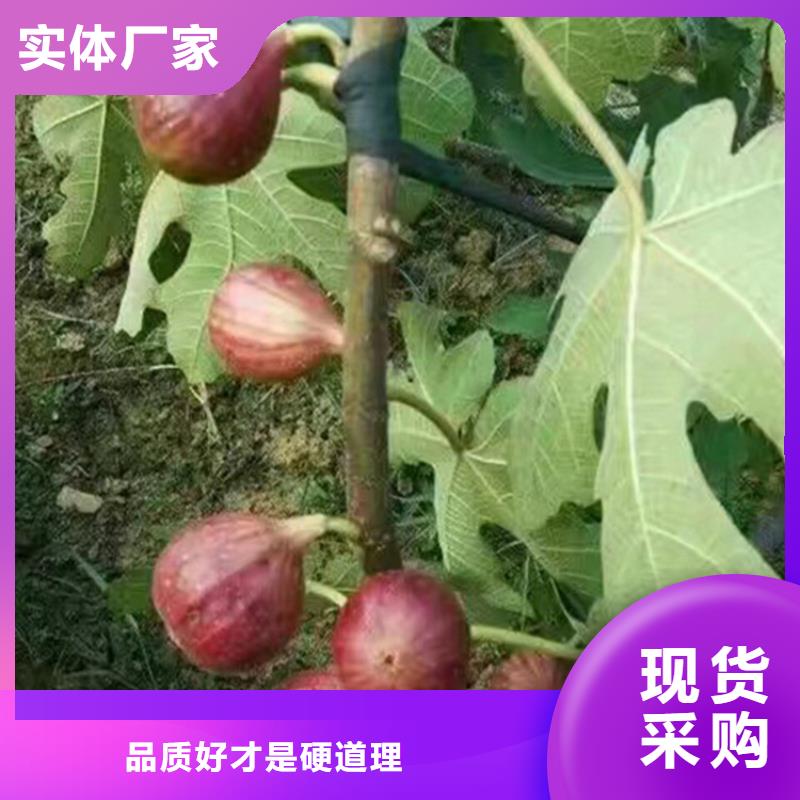 无花果树一亩地栽多少棵/轩园园艺场匠心制造