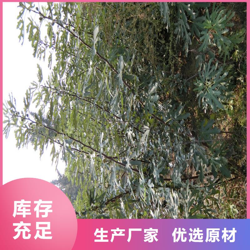 【无花果】苹果苗常年供应严格把关质量放心