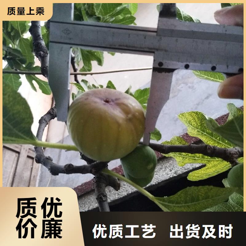 无花果【西瓜苗】源头厂家来图定制实力工厂