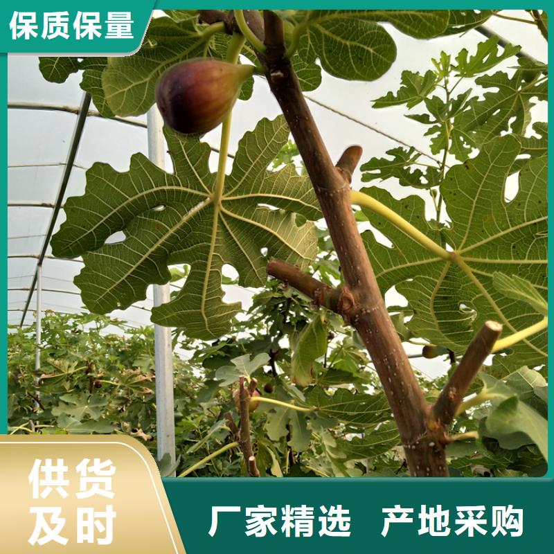 【无花果苹果苗优选厂家】把实惠留给您