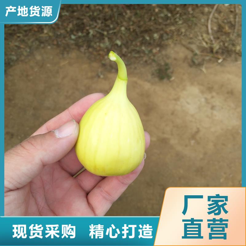 无花果苹果苗每个细节都严格把关厂家技术完善