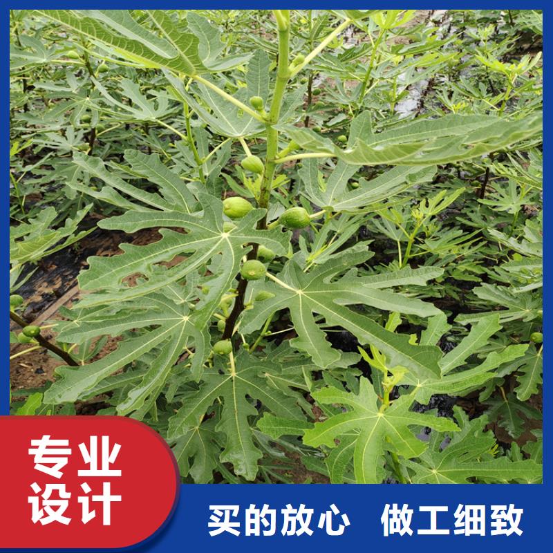 无花果苹果苗重信誉厂家同城厂家