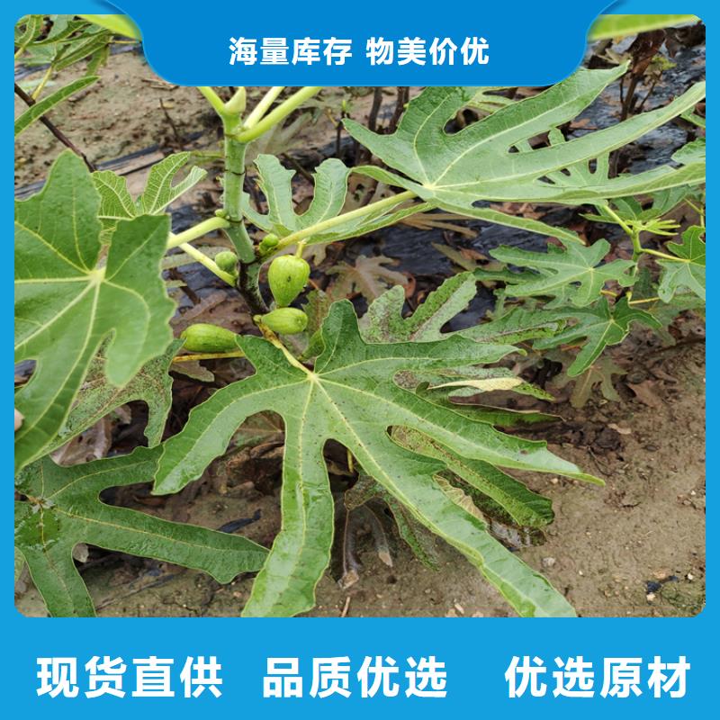 无花果樱桃苗质量层层把关当地厂家