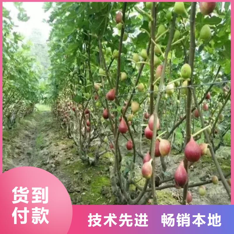 【无花果】苹果苗匠心制造支持拿样