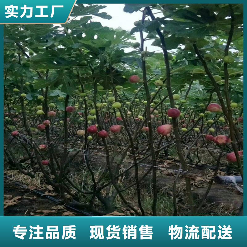 【无花果-梨树苗精挑细选好货】海量现货