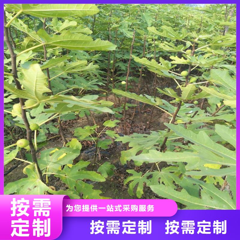 紫果无花果苗种植方法/轩园园艺场多年厂家可靠