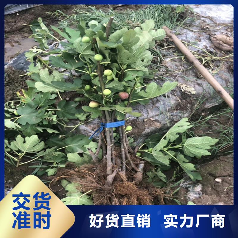 【无花果】樱桃苗多种工艺工厂价格