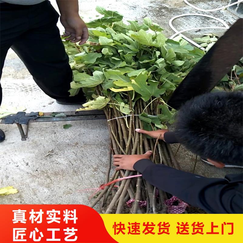 无花果猕猴桃苗定金锁价专业按需定制