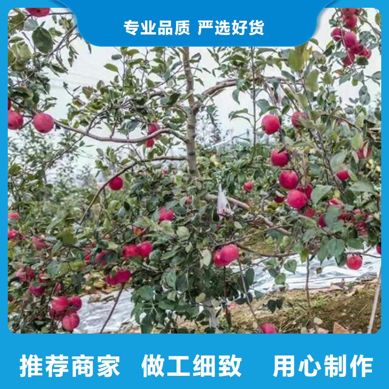 苹果_桃树苗货源直销同城品牌