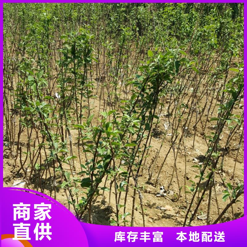 苹果苹果苗厂家销售当地公司