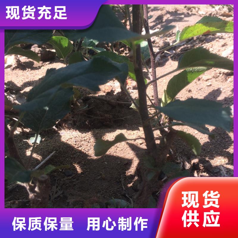 苹果樱桃苗优质工艺匠心制造