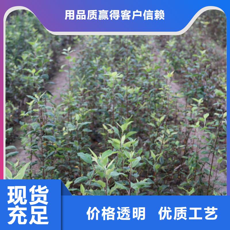 苹果苗多少钱一棵同城生产厂家