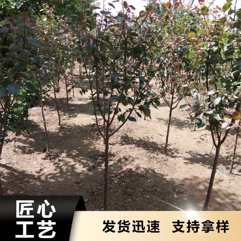 【苹果】石榴树苗欢迎新老客户垂询厂家直发