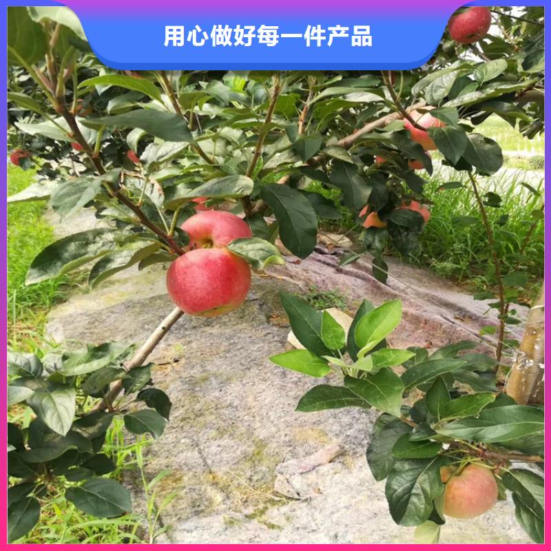 苹果树量大从优/轩园园艺场本地货源