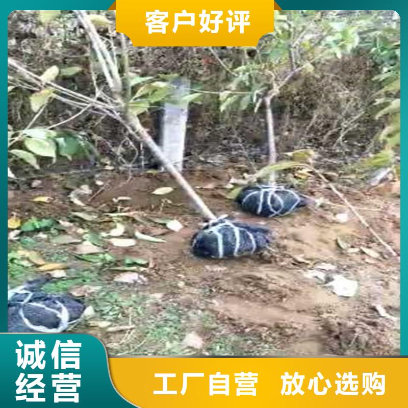 彩虹梨树苗育苗基地工厂价格