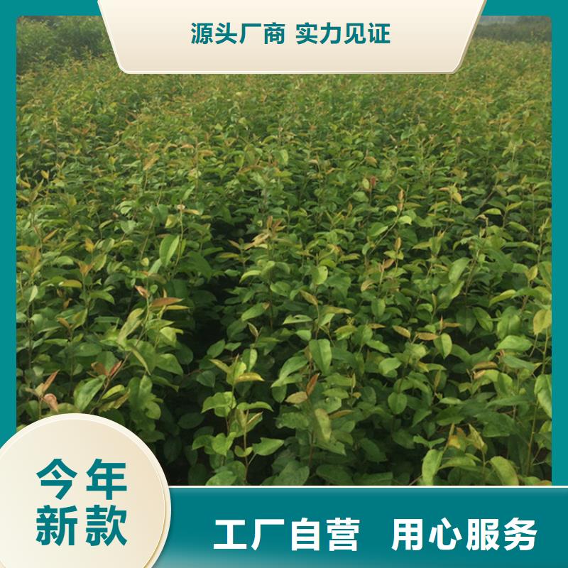 彩虹梨树苗批发价格可定制有保障