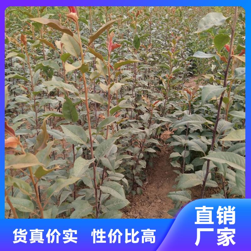 【梨树】石榴树用心制造厂家货源