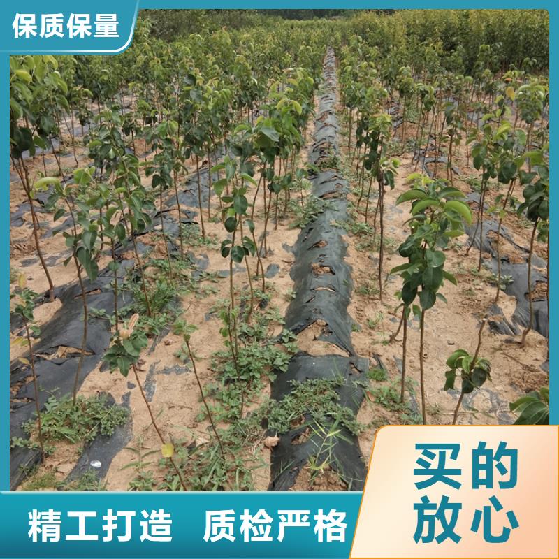 彩虹梨树苗批发价格助您降低采购成本