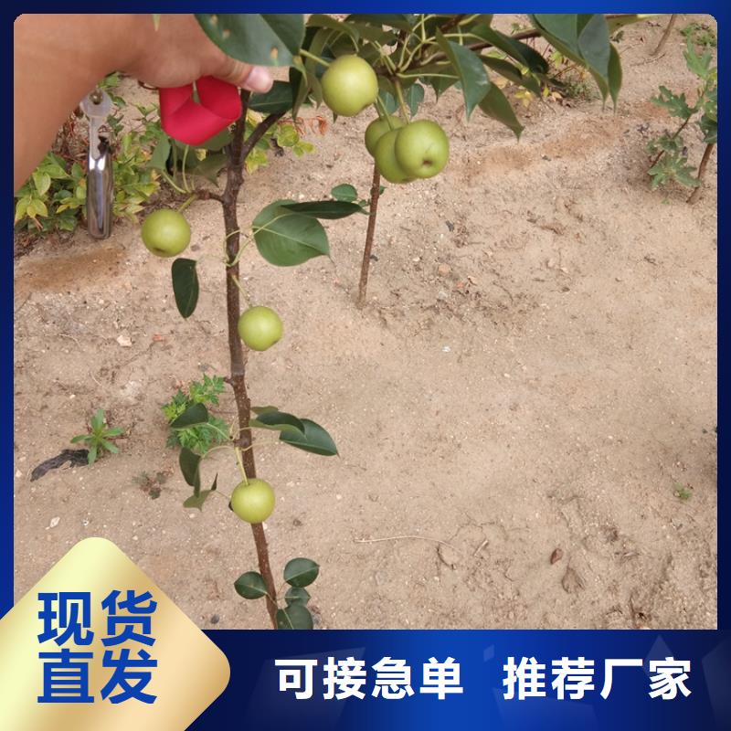 彩虹梨树苗经济效益加工定制