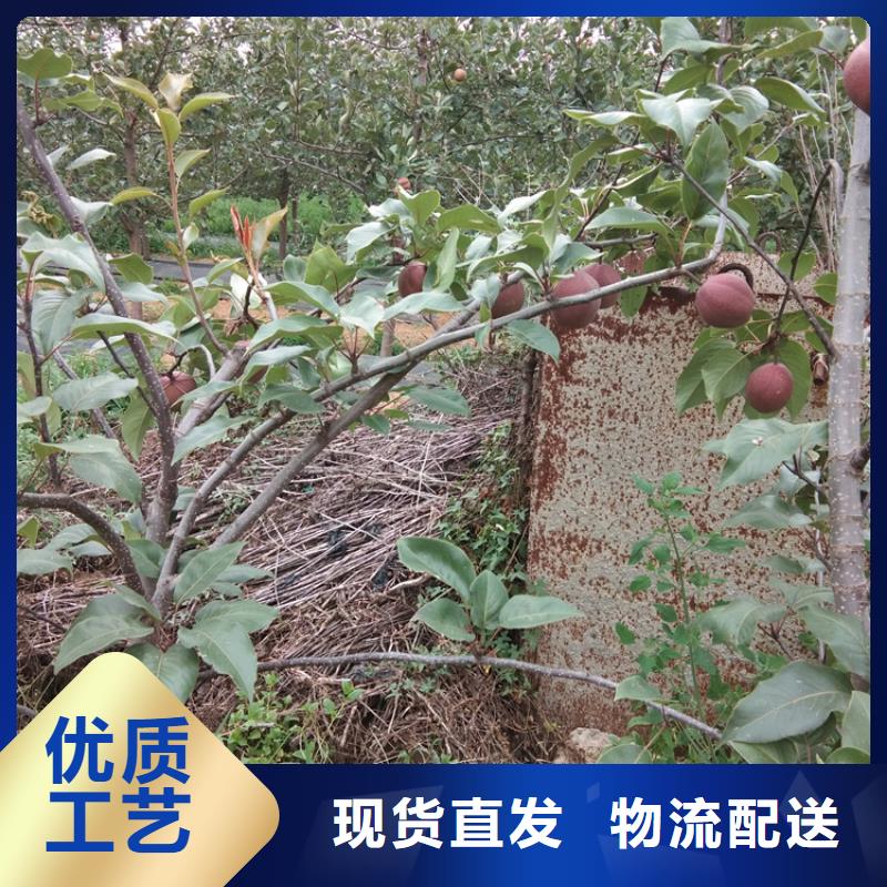 彩虹梨树苗适合种植地区卓越品质正品保障