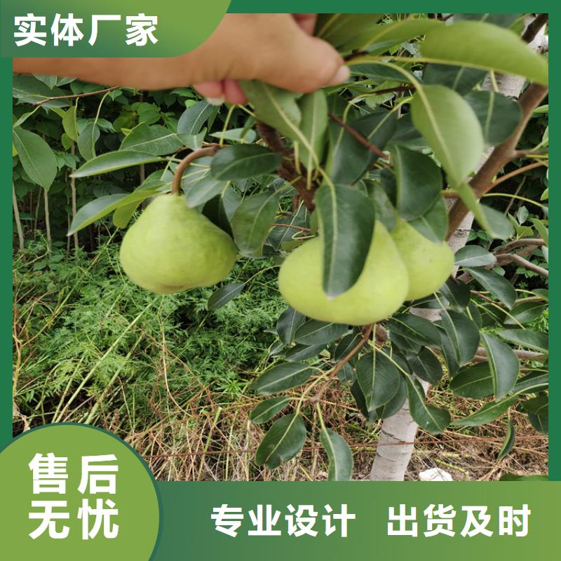 红梨树苗种植管理技术源厂直销