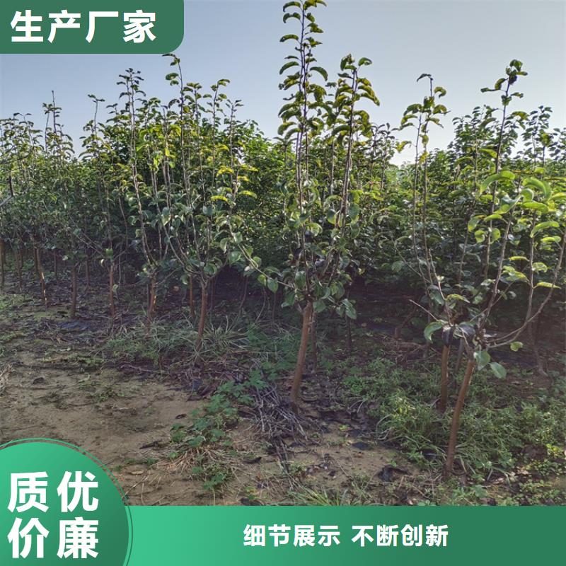 彩虹梨树苗育苗基地大量现货供应