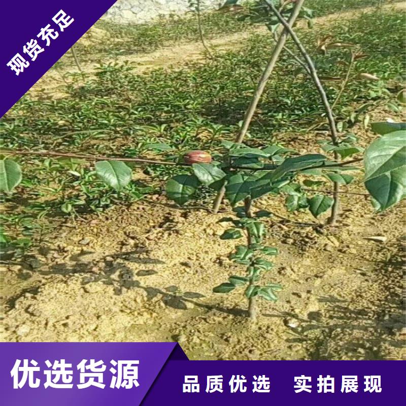 彩虹梨树苗量多优惠今年新款