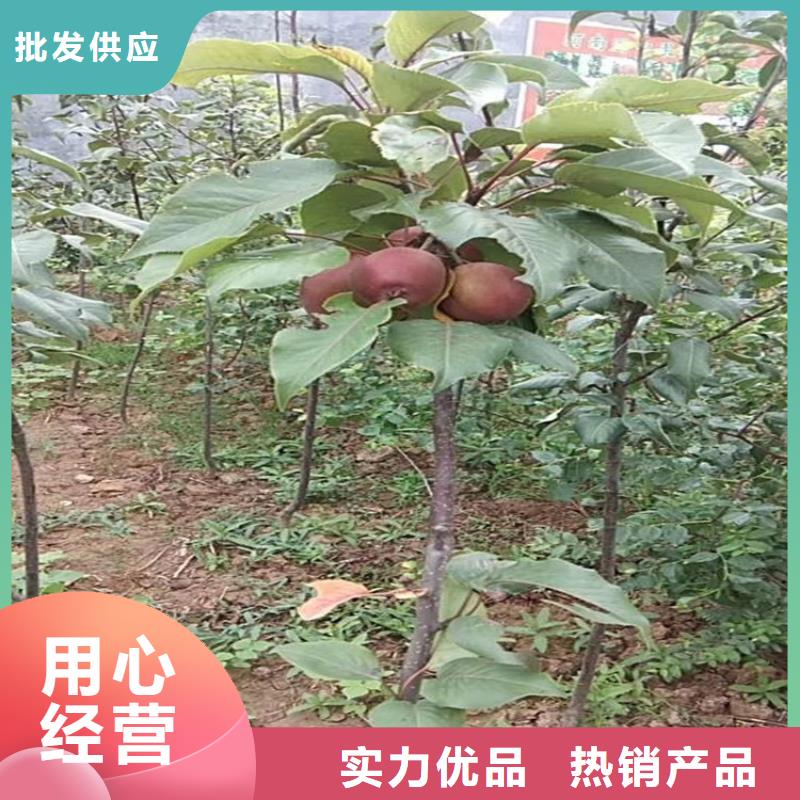 红梨苗种植技术附近品牌