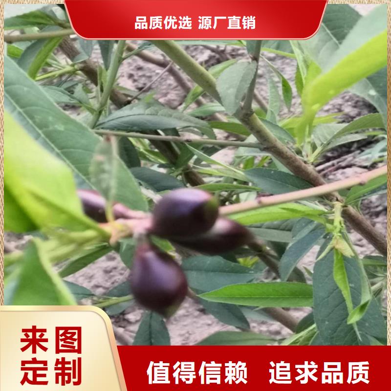 桃-苹果苗大量现货本地经销商