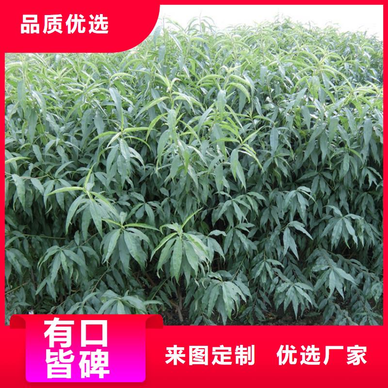 桃梨树苗现货充足量大优惠追求细节品质