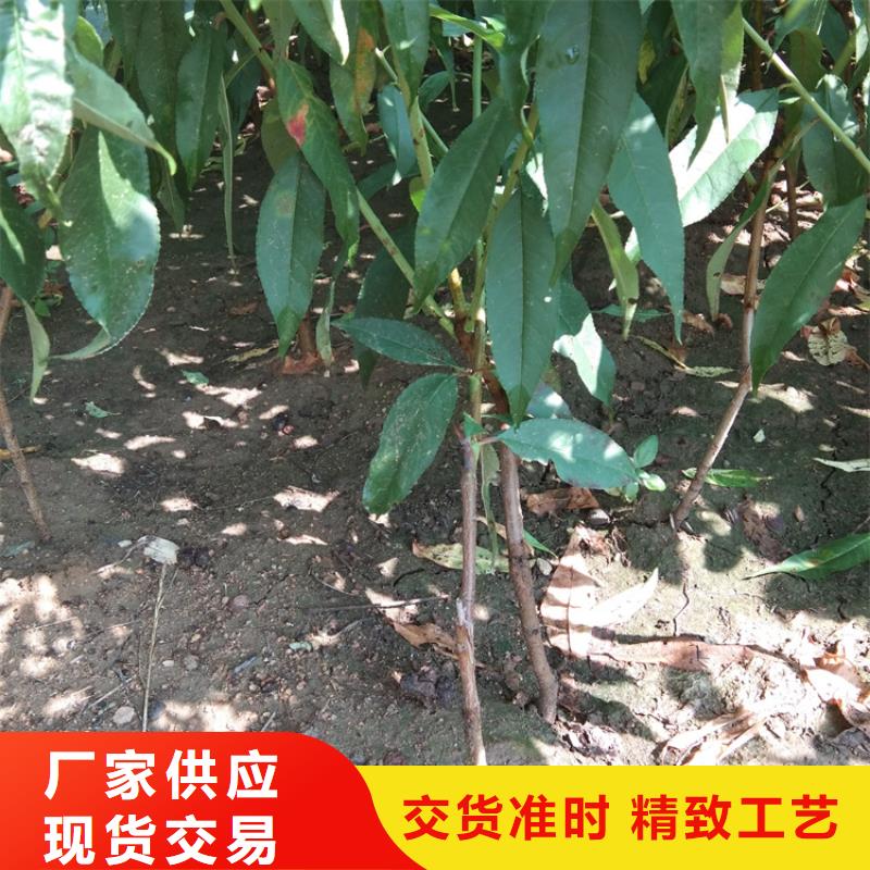 【桃】苹果苗优势研发生产销售