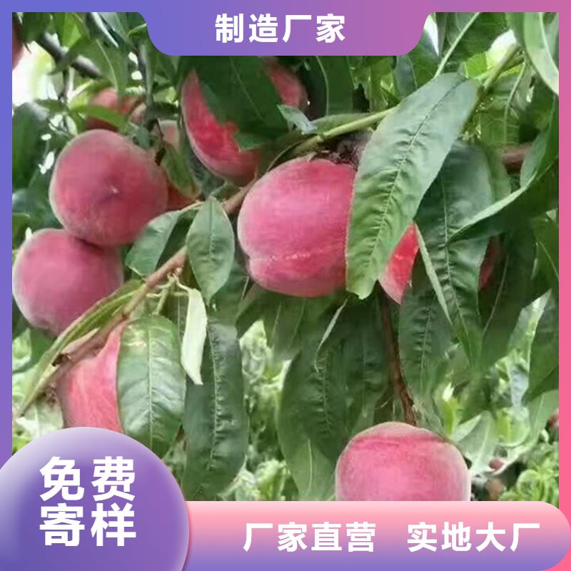 嫁接桃苗当年结果树/轩园园艺场您身边的厂家