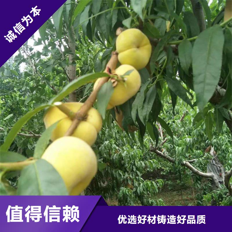 桃_【石榴苗】货真价实本地厂家