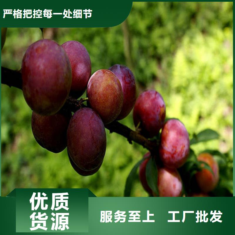 【李子】【蓝莓苗】源头厂家来图定制品质之选
