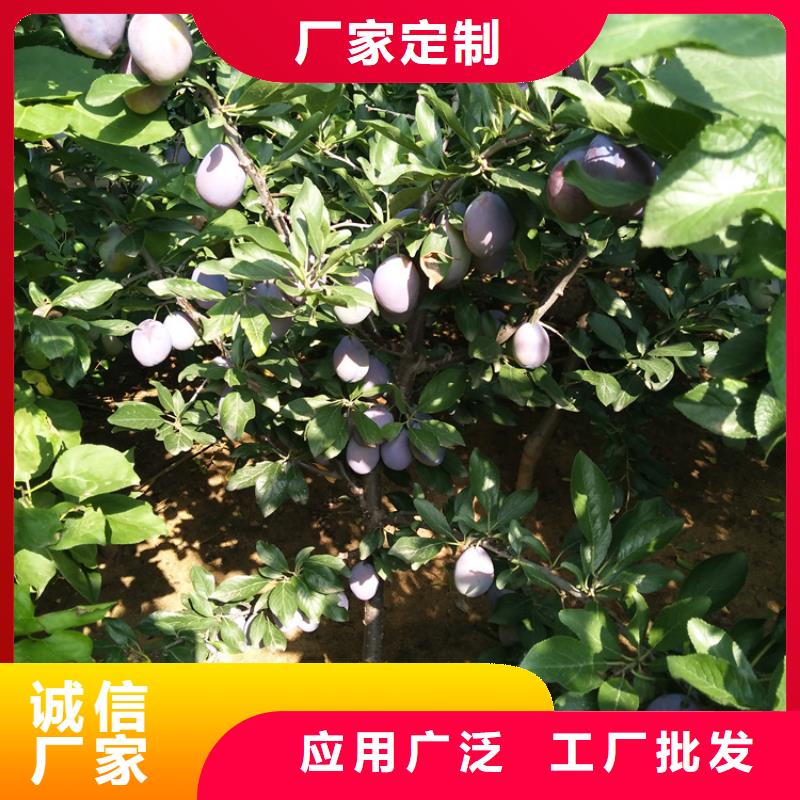 新品种李子苗批发零售/轩园园艺场现货充足量大优惠