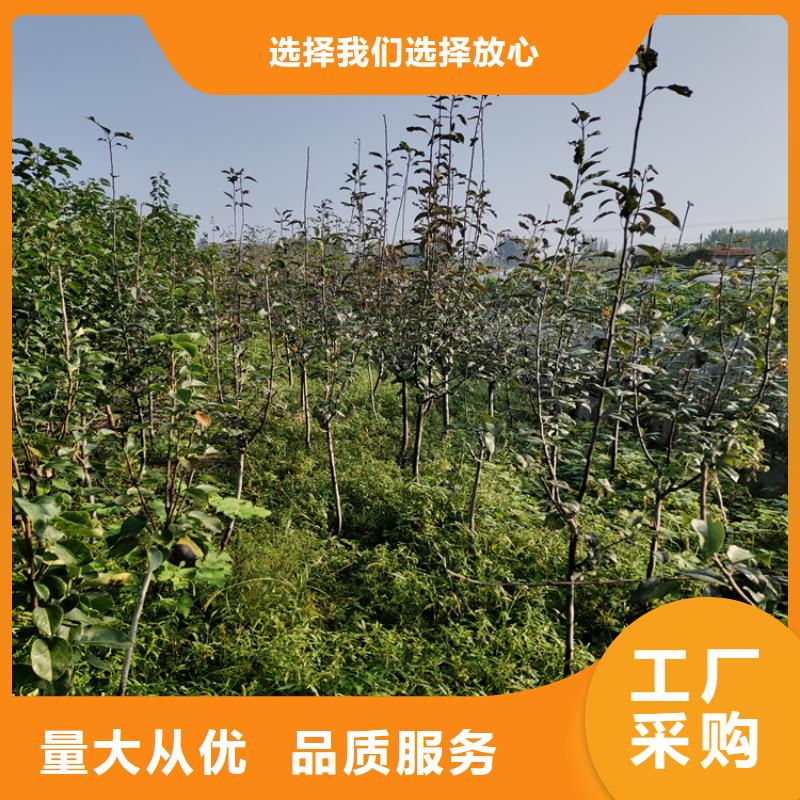 李子,苹果苗厂家质量过硬当地经销商