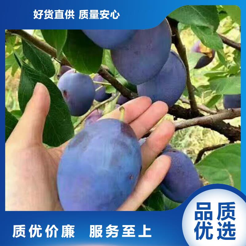 国丰李子苗种植基地附近品牌