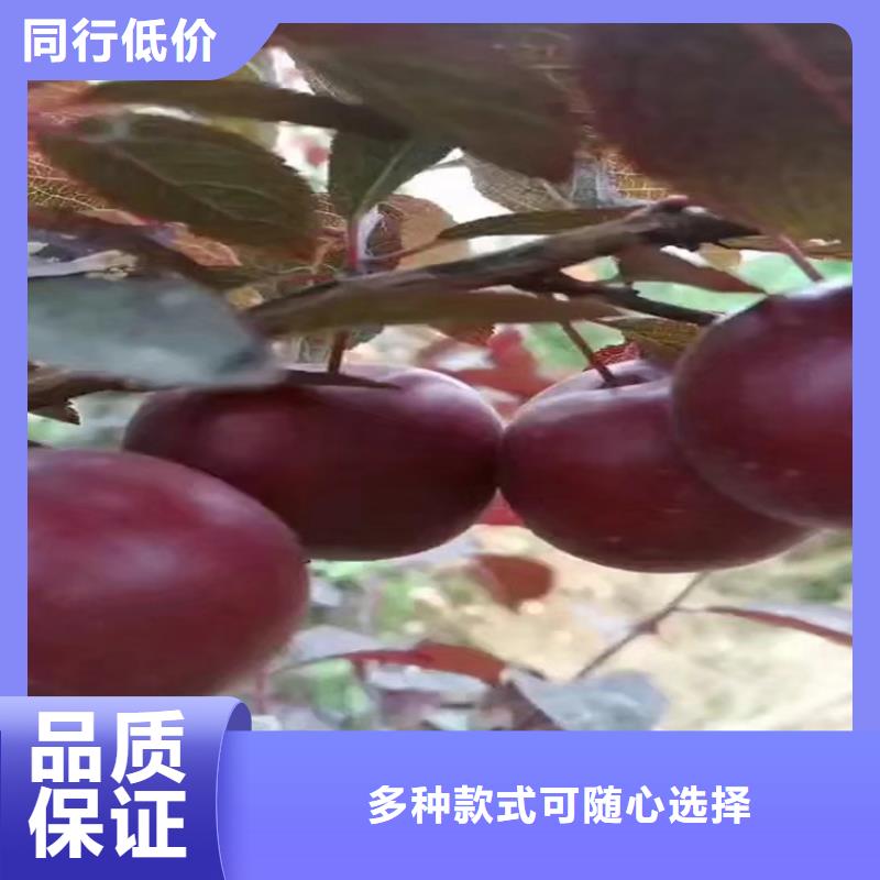 【李子北美冬青品种全】多年行业经验