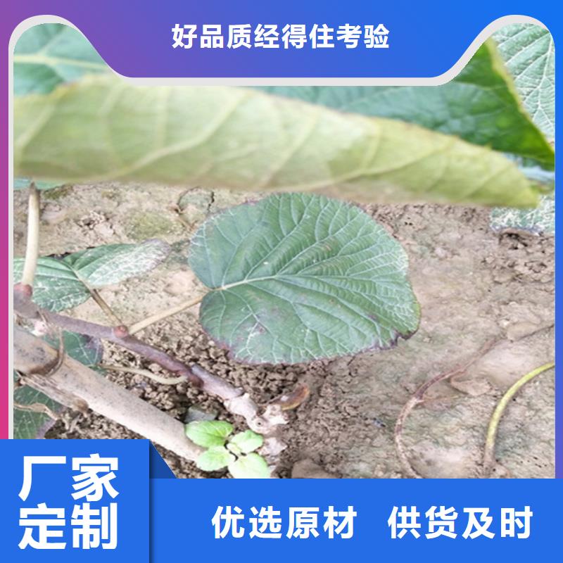 獼猴桃櫻桃苗廠家型號齊全當地品牌