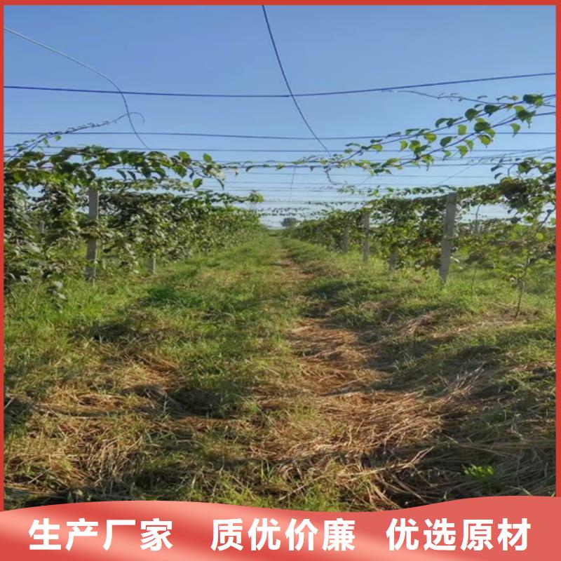 软枣猕猴桃苗种植管理技术同城公司