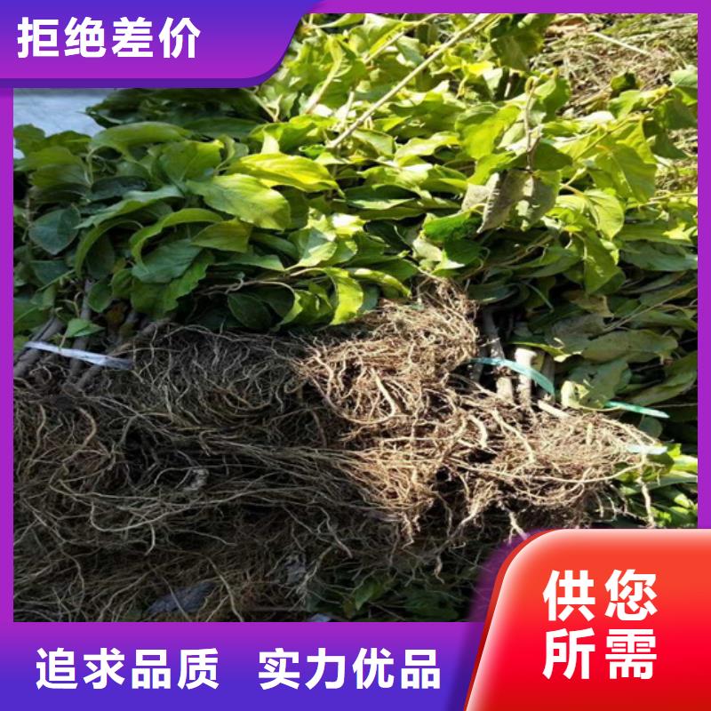 软枣猕猴桃苗基地直销质量看得见