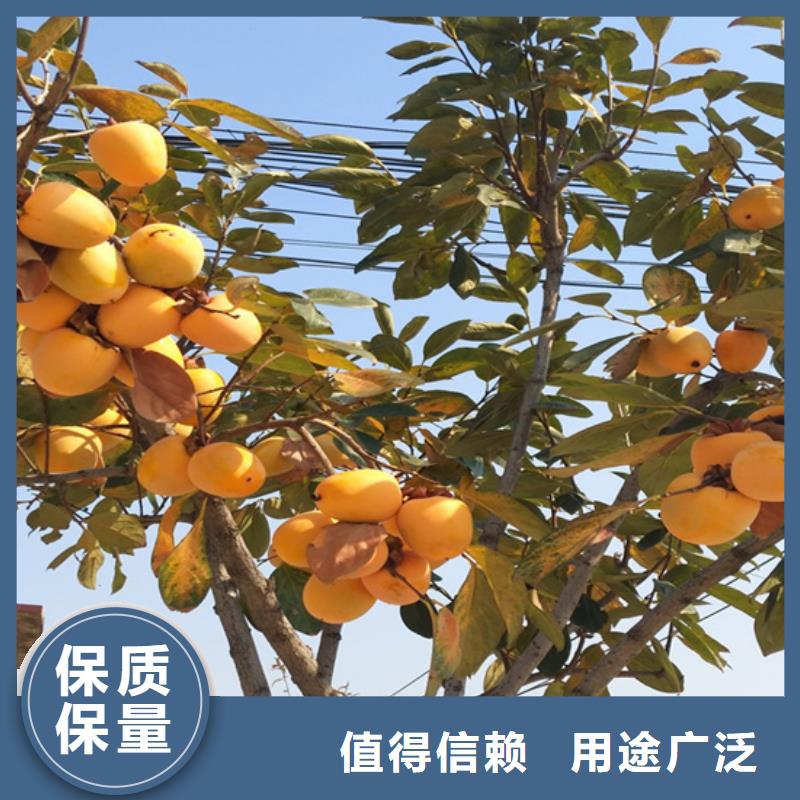 巧克力柿子苗种植管理技术/轩园园艺场现货快速采购