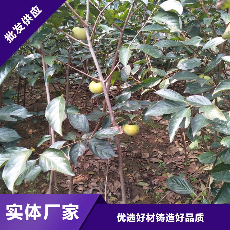 水果柿子树苗露天种植厂家销售