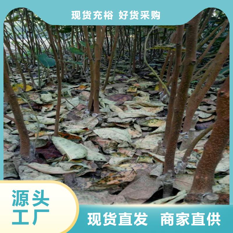 柿子-蓝莓苗质检严格匠心制造