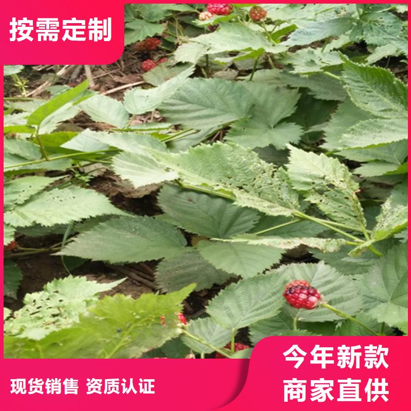 【树莓苹果苗支持货到付清】同城供应商