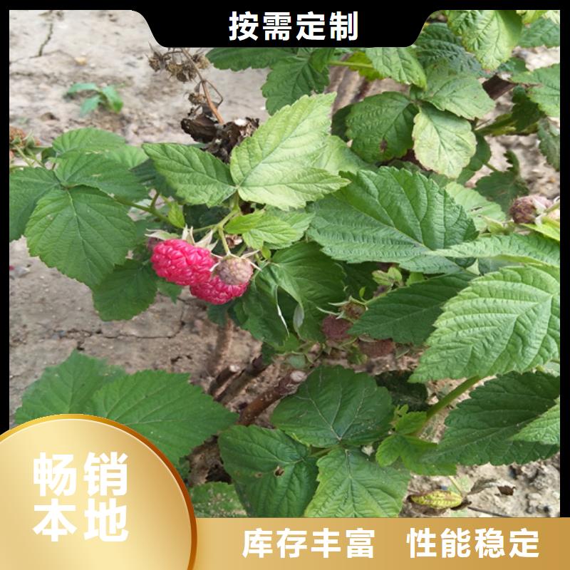 树莓【无花果苗】甄选好物厂家供应