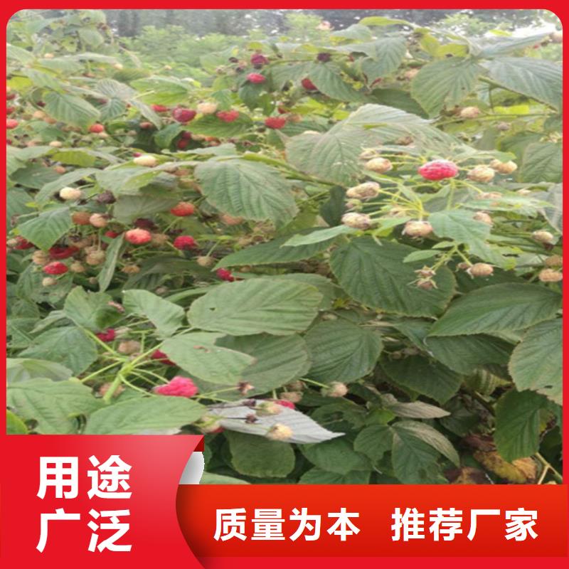 树莓-石榴树品质保证实力见证质检合格发货