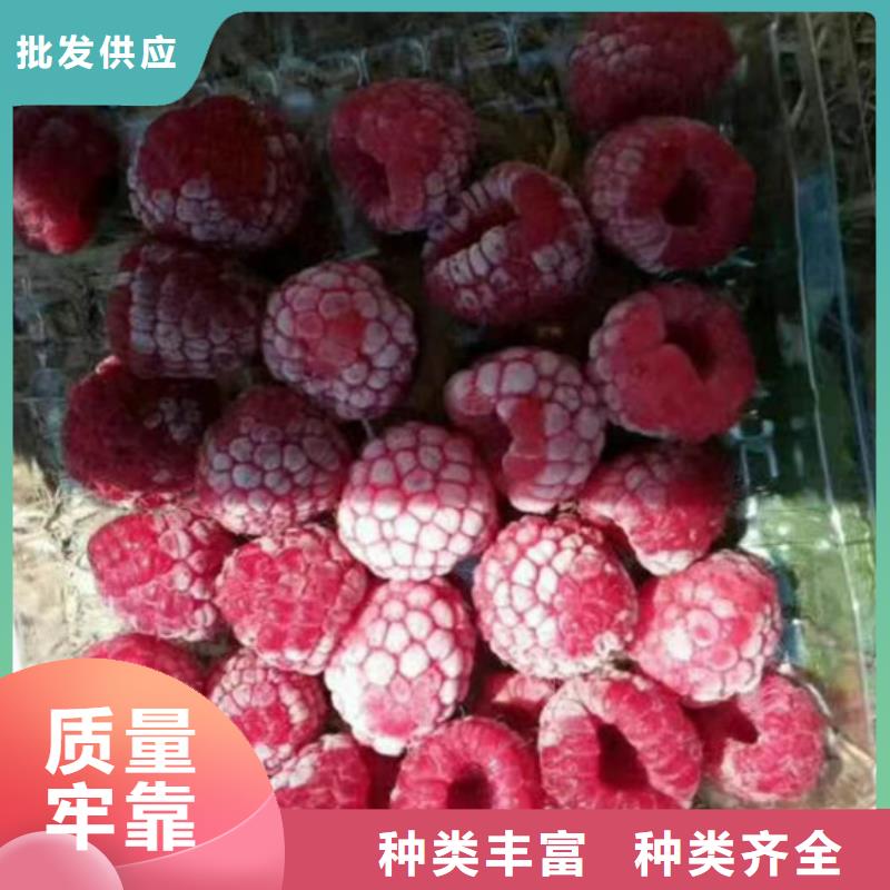 树莓【苹果苗】48小时发货厂家货源