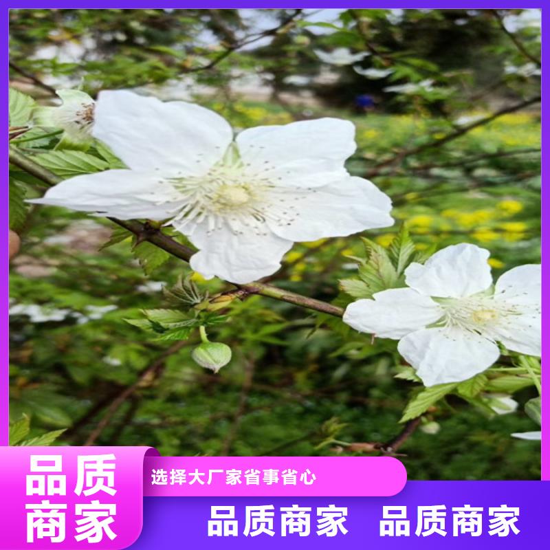 树莓樱桃苗敢与同行比质量品质好才是硬道理